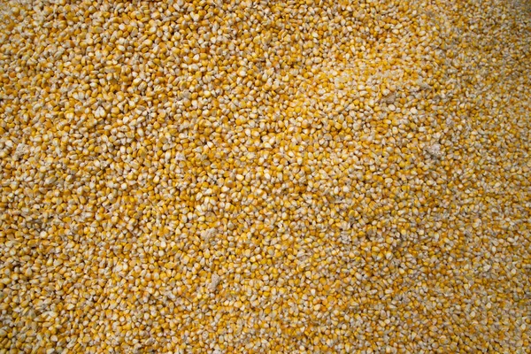 Mısır Dokusunun Arkaplanı. Arka plan olarak sarı mısırlar. Mısır sebze deseni