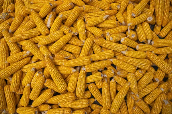 Corn Texture Background Ripe Dry Corn Textured Background — Stock Photo, Image