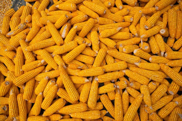 Kukuřičná Textura Pozadí Zralé Suché Kukuřice Texturované Pozadí — Stock fotografie