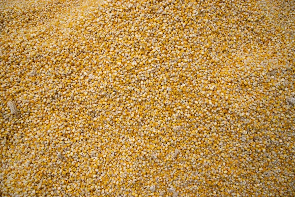 Kukuřičná Textura Pozadí Žluté Kukuřice Jako Pozadí Kukuřičný Vzor Zeleniny — Stock fotografie