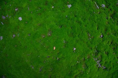 Toprak dokusu soyut arkaplanda yosun. Doğal arka plan. Yeşil yosun renk dokusu