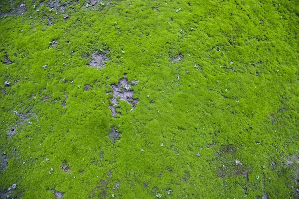 Moss Talaj Textúra Absztrakt Háttér Természetes Háttér Zöld Moha Szín — Stock Fotó