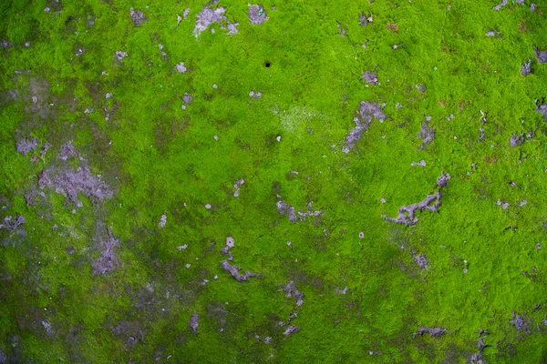 Moss Talaj Textúra Absztrakt Háttér Természetes Háttér Zöld Moha Szín — Stock Fotó