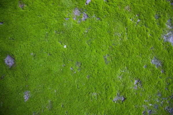 土壤质地上的苔藓摘要背景 自然背景 青苔色质感 — 图库照片