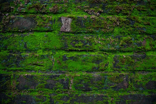 旧砖墙上的绿色苔藓有抽象的背景纹理 — 图库照片