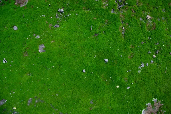 Moss Soil Texture Resumen Antecedentes Fondo Natural Textura Color Verde —  Fotos de Stock