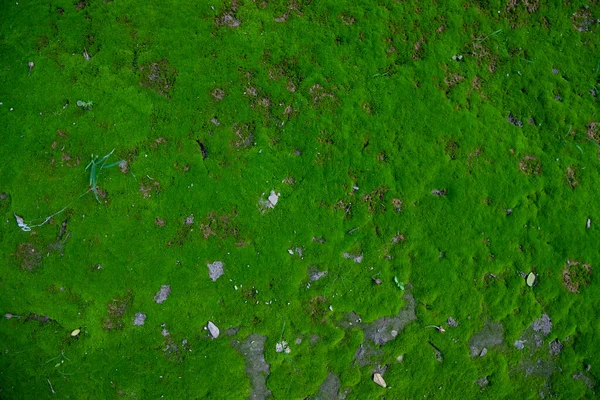 Μος Στο Αφηρημένο Φόντο Υφής Εδάφους Φυσικό Υπόβαθρο Πράσινα Βρύα — Φωτογραφία Αρχείου
