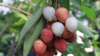 Bahçedeki liçi ağaçlarında dallarda sallanan taze taze olgun likör meyveleri.