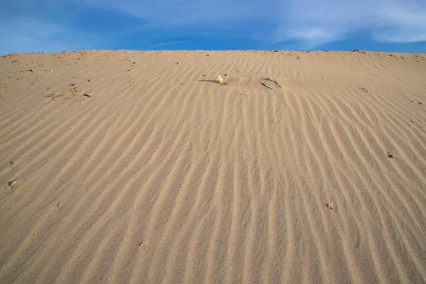Sand Texture Wavy Sand Textured Background Sand Textured Beach — 스톡 사진