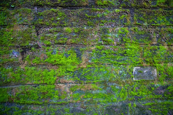 Fungi Green Moss Old Brick Wall Has Abstract Background Texture — Stock Photo, Image