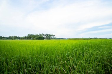 Beautiful Green rice fields  with contrasting  Cloudy skies