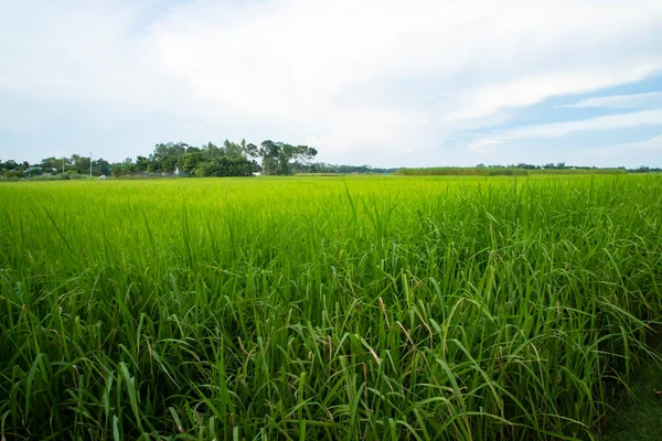 Beautiful Green Rice Fields Contrasting Cloudy Skies — Fotografia de Stock