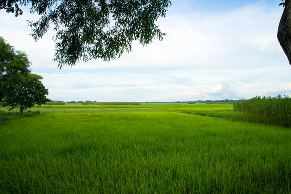 Beautiful Green Rice Fields Contrasting Cloudy Skies — Fotografia de Stock
