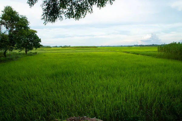 Beautiful Green Rice Fields Contrasting Cloudy Skies — Foto de Stock