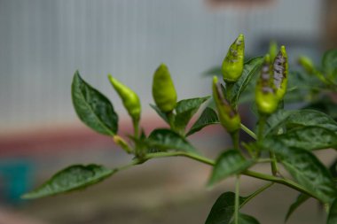 Ağaç dalında yeşil biber Doğal manzara