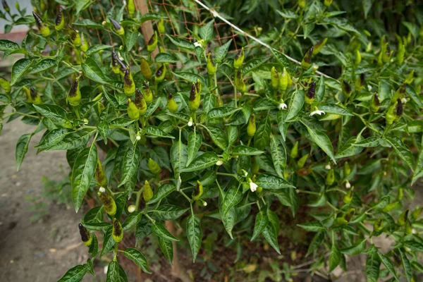Raw Green Chilis Trees — Stock Photo, Image