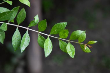 Herbal Green Henna branch or leaves ( Mehendi pata) with blurry Background      