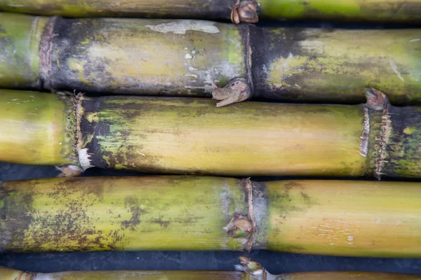 Fresh Sugarcane Texture Background — Fotografia de Stock