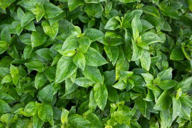 Doğal manzara Bitki yeşili yaprağın dokulu arkaplanı