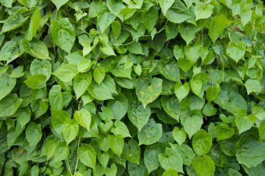 Doğal manzara Bitki yeşili yaprağın dokulu arkaplanı