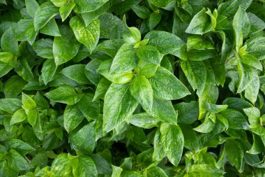 Doğal manzara Bitki yeşili yaprağın dokulu arkaplanı