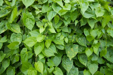 Doğal manzara Bitki yeşili yaprağın dokulu arkaplanı