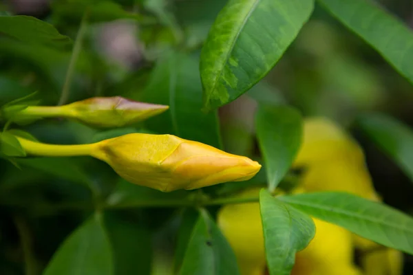 Beautiful Yellow Allamanda Cathartica Flower Bud Garden Tree — Stock Photo, Image