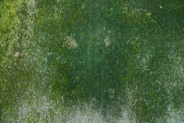 Fungi Green Moss Texture Abstract Background Concrete Wall Rusty Grungy — 스톡 사진