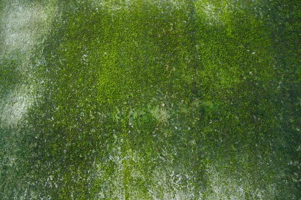 Fungi Green Moss Texture Abstract Background Concrete Wall Rusty Grungy — Stock Fotó