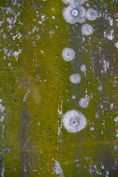 Fungi Green Moss Texture Abstract Background Concrete Wall Rusty Grungy — Stockfoto