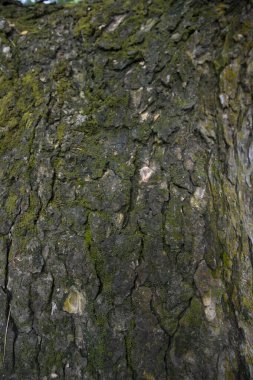 tree bark background covered with green moss