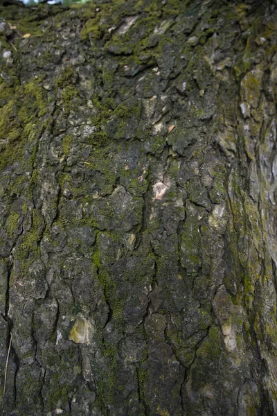 Фон Коры Дерева Покрытый Зеленым Мхом — стоковое фото