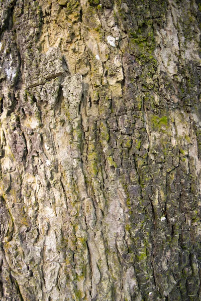 Tree Bark Background Texture Natural View — Stock Photo, Image