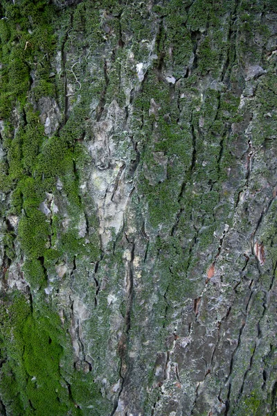 Tree Bark Background Covered Green Moss — Stockfoto