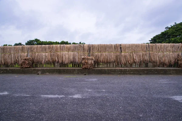 Golden wet raw jute fiber hanging under the sunlight for drying