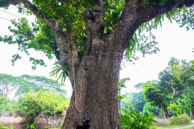 the biggest tree in the forest with a greenery view