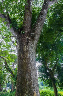 the biggest tree in the forest with a greenery view