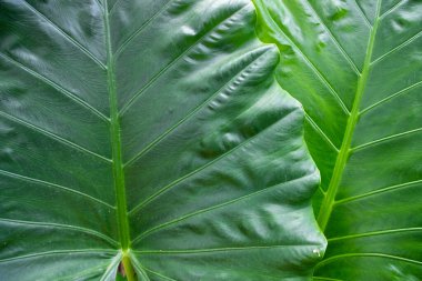 Green Alocasia or Elephant ear Natural Texture background