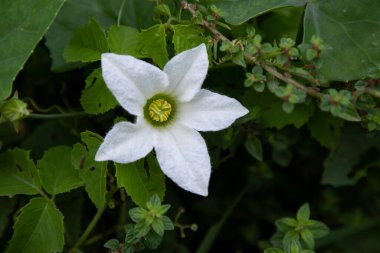 Ivy gourd (scientific name: Coccinia grandis) white flower