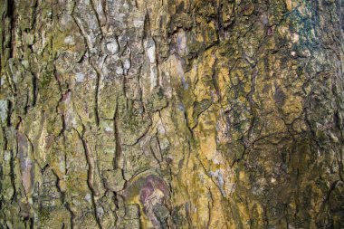 The textured background of old Big tree bark Covered small green Moss