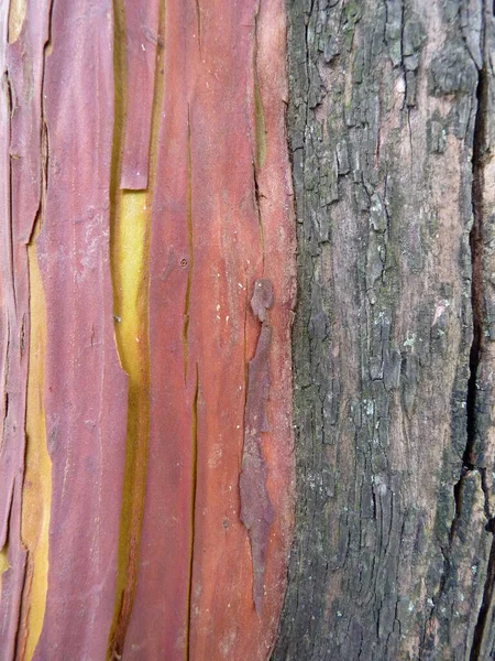 Brązowy Rudawy Żółty Kora Drzewo Zbliżenie — Zdjęcie stockowe