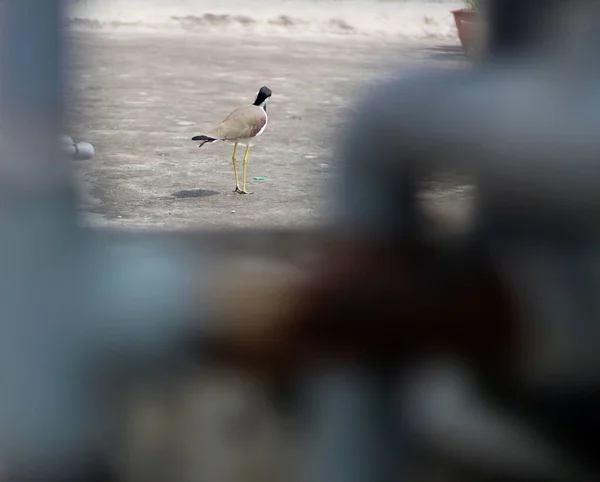 Pássaro Aquático Perna Longa Andando Estrada Com Objetos Primeiro Plano — Fotografia de Stock