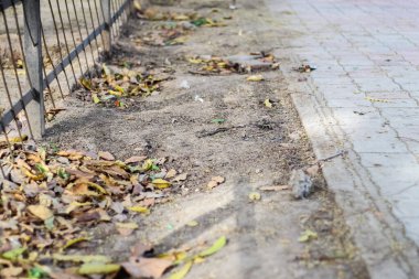 Parktaki yaprakların soyut görünümü