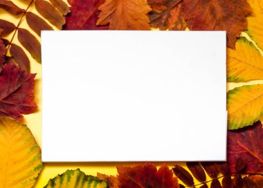 Sarı sonbahar yaprakları arasında notlar için beyaz bir kağıt parçası yatıyor..