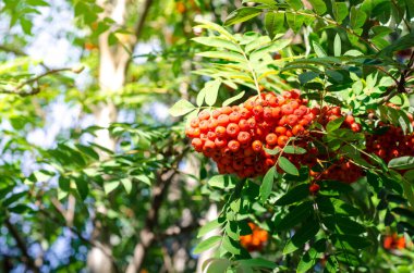 Olgun kırmızı böğürtlen ve yeşil yapraklı rowan dalıyla. Botanik. meyve ağaçları