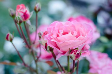 Güller. Yeşil yaprakların arka planında çiçek açan pembe tomurcuklar. Güzel çiçek açan bahçe bitkileri..