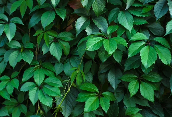 Maiden Grape Parthenocissus Inserta Background Succulent Green Leaves Garden Ornamental — Stock Photo, Image