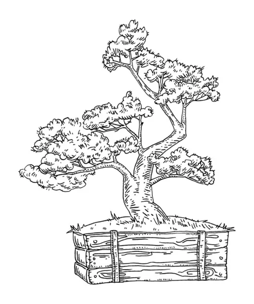 Bonsai Árvore Panela Madeira Vintage Gravura Vetor Preto Monocromático Ilustração — Vetor de Stock