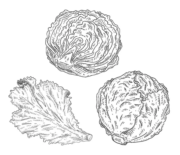 新鲜的半头卷心菜和生菜 古埃及矢量孵化单色黑色插图 被白色背景隔离 手绘设计 — 图库矢量图片