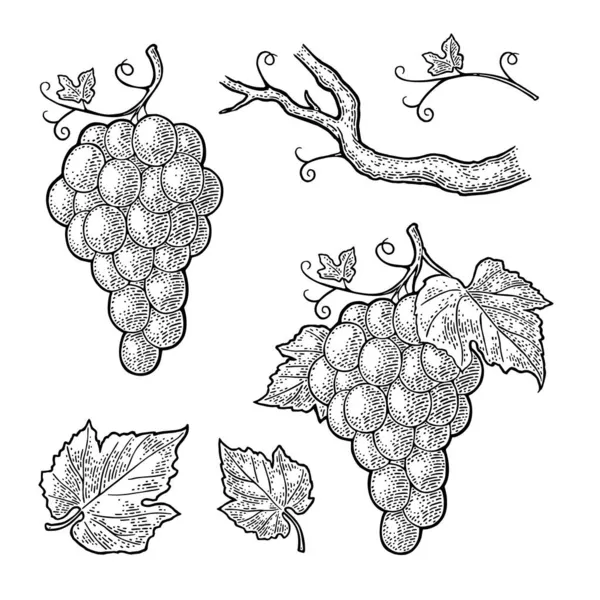 Une grappe de raisins avec des baies et des feuilles. Vecteur de gravure vintage — Image vectorielle